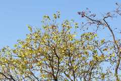 Terminalia crenulata